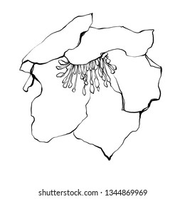 helleborus nifty gentle hand drawn botanica . Vintage nature element for visit card or wedding invitation. Stylish flower, fancy blossom. Black line botanical motiv. Herbal culm.
 Jungle plant