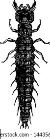 Hellgrammite, vintage engraved illustration drawing