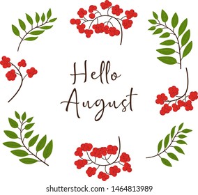 Hello August background with rowan branches. Vector illustration. Colorful. Red and green. Nature