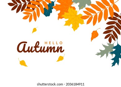 Hello Autumn background. Bright color leaves on white background. Seasonal backdrop. Vector illustration