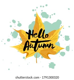 Hello Autumn banner with maple autumn leaf. Handwritten Hello Autumn. Place for text. Vector illustration.