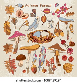 Hello Autumn collection. Acorns, berries, fall leaves, fall forest design elements. Hand drawn vector illustration 