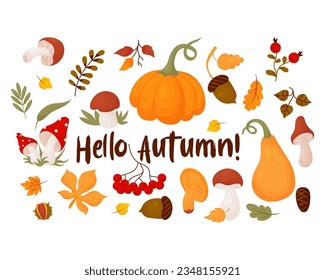 Hello, Autumn. Collection leaves, forest mushrooms, berries, cone, acorns, chestnut and mountain ash. Vector illustration. Isolated colored drawing in cartoon style for autumn design, decor
