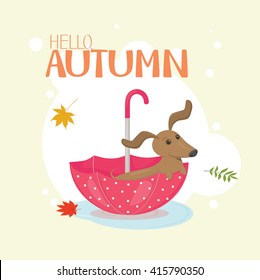 Hello autumn composition with a dachshund puppy swimming in a red spotted umbrella, with falling leaves blown around by the wind. Vector illustration. 