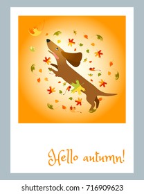 Hello, autumn! Dachshund jumps and catches the autumn leaves. Poster, card. Vector