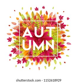 Hello autumn. Different colored autumn leaves background. Vector illustration EPS10