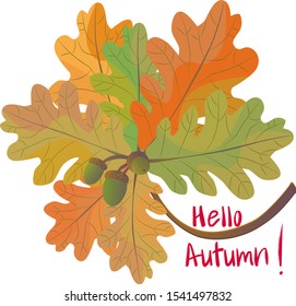 Hello Autumn. Forest design hand drawn elements with oak leaves, acorns. Perfect for seasonal advertisement. Vector illustration.