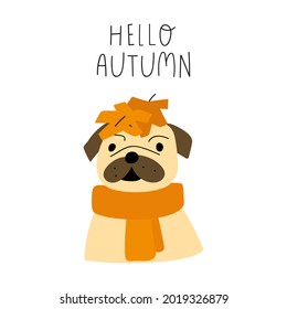Hello autumn. Funny pug wearing orange scarf. Yellow leaves upon his head. Illustration on white background.