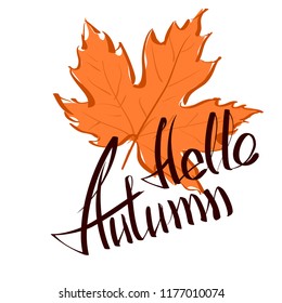 Hello autumn hand lettering phrase on orange vector maple leaf background. Hand written slogan hello autumn bright watercolor texture isolated on white background for your poster, flyer or card design
