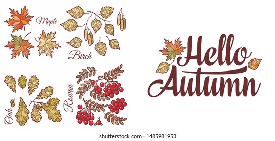 Hello Autumn lettering phrase text. Autumn leaves set with Rowan, maple, birch and oak.Autumn quote. Fall leaf design. Foliage forest leaf vector. Red, Green, brown and yellow falling autumn leaves