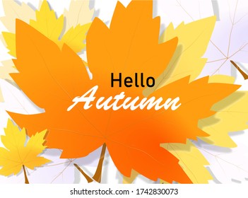 Hello autumn on orange maple leaf background. Vector Illustration, eps 10