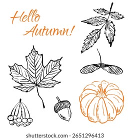 Hello outono impressão design com folha de bordo, abóbora, folhas de rowan berry, bolota em preto escova textura derrame isolado no branco. Ilustração de esboço de vetor desenhado à mão em tinta de carvão vegetal. Convite