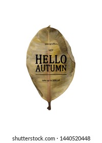 Hello Autumn sale. Fall sale trendy design template. Can be used for flyers, banners or posters. Beautiful realistic autumn leaf. Vector illustration