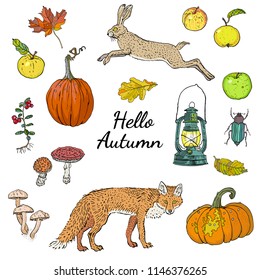 Hello autumn set, isolated objects with inscription: pumpkins, apples, oak and maple falling leaves, lingonberry, mushrooms, fox, hare, lantern. Harvest season. Festive decoration. Halloween.