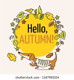 Hello, Autumn, typography poster. Merry greeting card with dachshund puppy and leaves. Vector  lettering holiday quote.