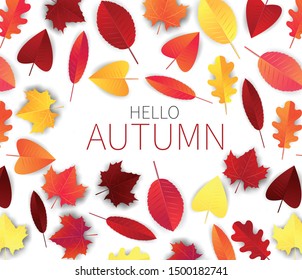 Hello autumn vector illustration with red and orange falling tree leaves over white background. Simple seasonal backdrop. 