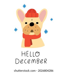 Hello December. Funny French bulldog. Vector illustration on white background.