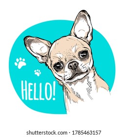 Hello illustration with cute chihuahua