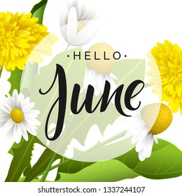 Hello june vector lettering. Dandelions and daisy flowers. Hand written design element for card, poster. Modern calligraphy for summer design. Floral design elements.