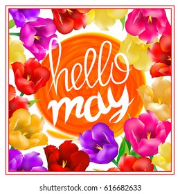 Hello may hand Lettering with tulip flower. Vector illustration EPS10 art