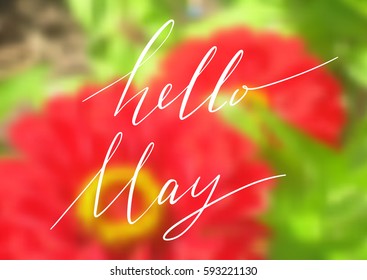 Hello May handwriting lettering design isolated on blurred blossoming red bloom. Vector illustration.