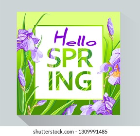 Hello spring background with Irises flowers. Spring placard, poster, flyer, banner invitation card.