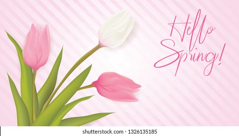Hello spring background with pink and white tulip flowers. Pink colored on striped background.