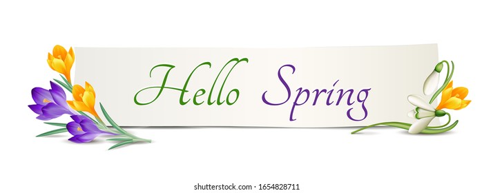 Hello Spring banner with crocuses, snowdrops and card,
Vector illustration isolated on white background
