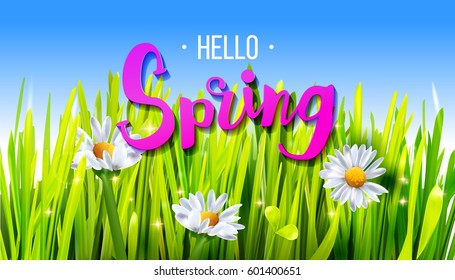 Hello Spring banner with green grass and chamomile flowers on sky background. Design for banners, greeting cards, spring sales. Vector illustration