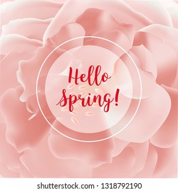 Hello spring banner. Greeting to spring vector card, hello text. Elegant cards with pink roses