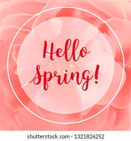 Hello spring banner. Greeting to spring vector card, hello text. Elegant cards with pink roses