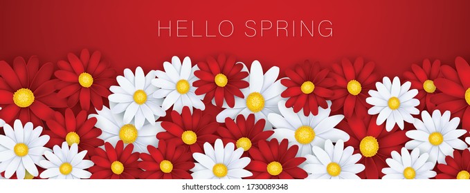 Hello Spring banner or newsletter header. White and red realistic daisy flowers. Floral design wallpaper. Vector illustration.