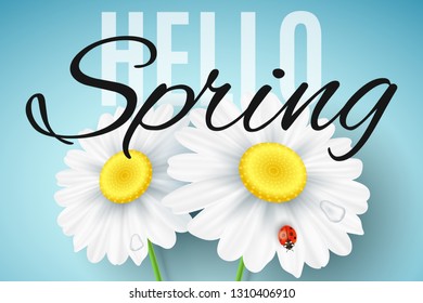 Hello Spring banner. Realistic daisy flowers on blue background. Ladybug on the flower. Seasonal background for your project. Vector illustration. EPS 10