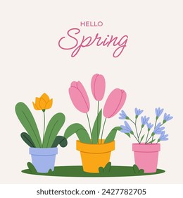 Hello Spring with beautiful flowers in pots. Flat Vector illustration.