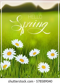 Hello Spring. Beautiful  landscape with daisy flowers and fresh green grass. Vector illustration for poster, flyer, greetings card design