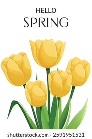 Hello Spring card design featuring yellow tulips. Celebration of springtime, nature, and gardening. Vector illustration for cards, covers, posters, and postcards.