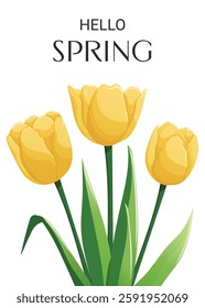 Hello Spring card design featuring yellow tulips. Celebration of springtime, nature, and gardening. Vector illustration for cards, posters.