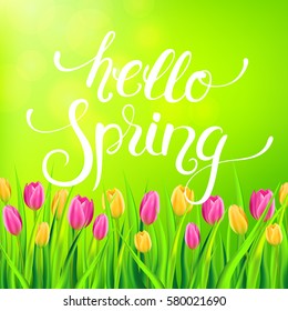 Hello Spring card with handwritten calligraphy lettering and tulips. Vector illustration.