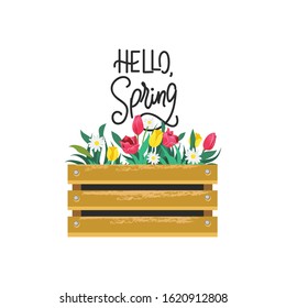 Hello spring card with lettering and flowers in wooden box vector illustration. Seasonal greeting with handwritten text cartoon design. Blooming tulips and daisies. Springtime concept