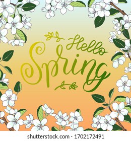 Hello spring - card or poster. Handwritten brush lettering framed with apple or cherry blossoming tree branches. Vector illustration isolated.