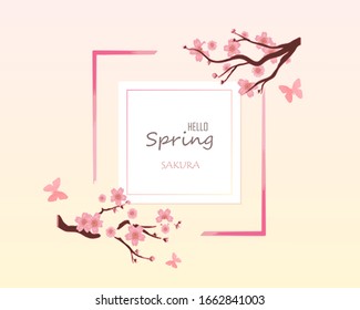 Hello spring with cherry blossom flower is the season of Japan for greeting card,invitation template, banner,poscard, background and label tag spring sale.