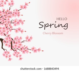 Hello spring with cherry blossom flower is the season of Japan for greeting card,invitation template, banner,poscard, background and label tag spring sale.