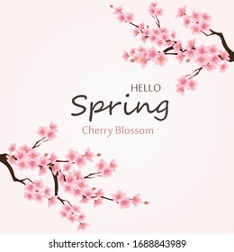 Hello spring with cherry blossom flower is the season for greeting card,invitation template, banner,poscard, background and label tag spring sale.