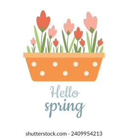 Hola primavera. Ilustración vectorial dibujada a mano con tulipanes.