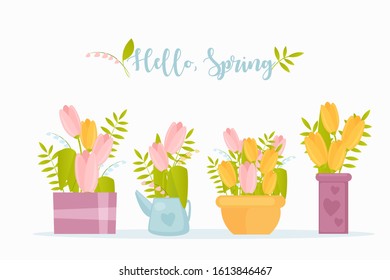 Hello spring flat vector greeting card template. Garden flowers in creative color pots on white background. Tulips twigs and plant branch branches with leaves. Botanical elements with typography.