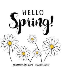 Hello spring! Hello Spring floral illustration with daisies. Hello Spring card, poster for design