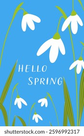 Hello Spring Greeting Card, blue background and white snowdrops flowers, vector flat illustrations
