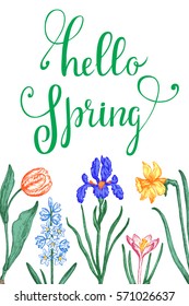 Hello spring greeting card. The original lettering and spring bulb flowers hand-drawn.