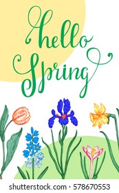 Hello spring greeting card. The original lettering and spring bulb flowers hand-drawn.