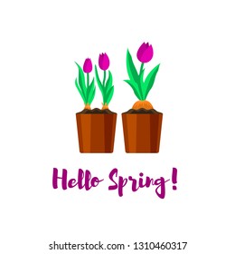 Hello spring greeting card. Spring tulips. Vector illustration